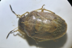 Neottiglossa pusilla