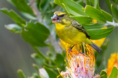 Crithagra sulphurata