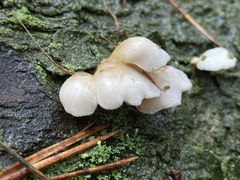 Crepidotus mollis