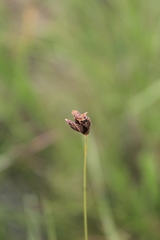Bulbostylis schoenoides