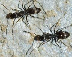 Proformica nasuta