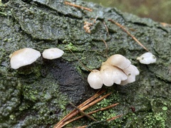 Crepidotus mollis