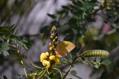 Phoebis philea philea