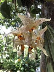 Stanhopea dodsoniana