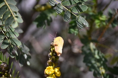 Phoebis philea philea