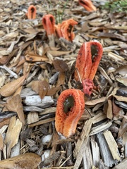 Clathrus columnatus
