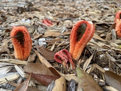 Clathrus columnatus