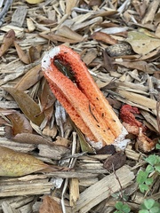 Clathrus columnatus