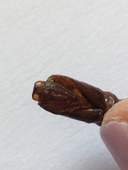 Synanthedon myopaeformis
