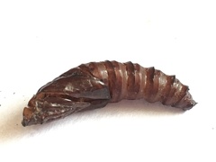 Synanthedon myopaeformis