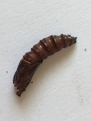 Synanthedon myopaeformis