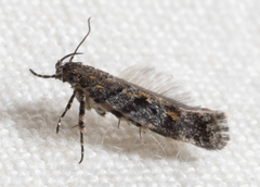 Glauce pectenalaeella
