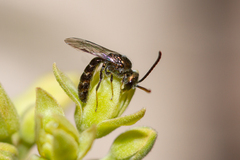 Lasioglossum loetum