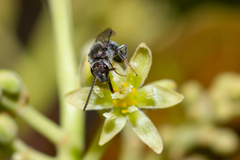 Lasioglossum viride