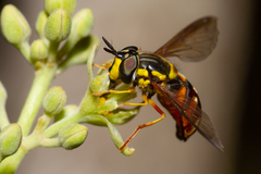 Chrysotoxum triarcuatum