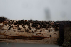 Echinosphaeria strigosa