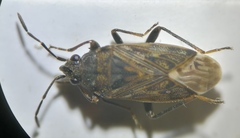 Peritrechus