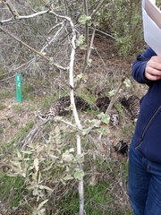 Malacothamnus davidsonii