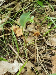 Inocybe subfulva