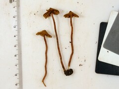 Inocybe subfulva