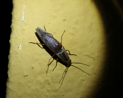 Conoderus fuscofasciatus