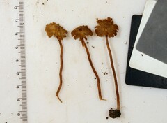 Inocybe subfulva