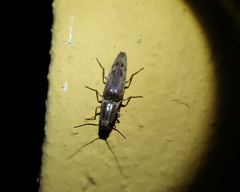 Conoderus fuscofasciatus