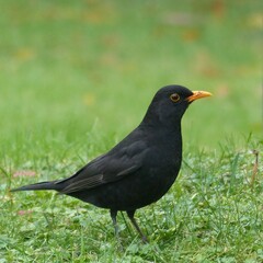 Turdus merula