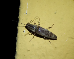 Conoderus fuscofasciatus