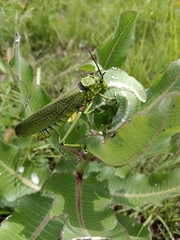Phymateus viridipes