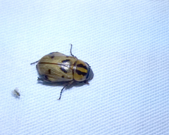 Cyclocephala amazona