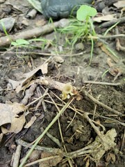 Gerronema subclavatum