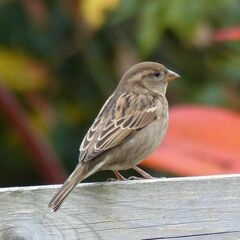Passer domesticus