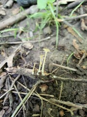 Gerronema subclavatum