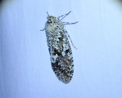Phenax variegata