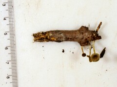 Gerronema subclavatum