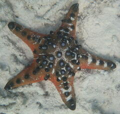 Protoreaster nodosus