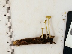 Gerronema subclavatum