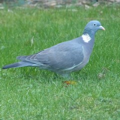 Columba palumbus