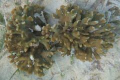 Montipora digitata