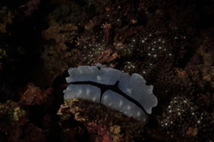 Phyllidiopsis shireenae