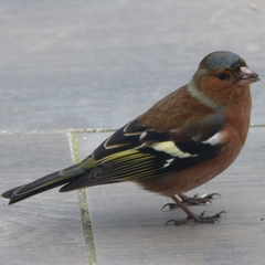Fringilla coelebs