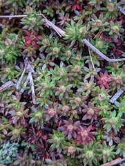 Pyxidanthera barbulata