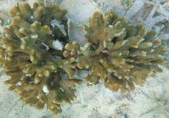 Montipora digitata