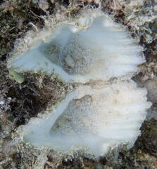 Hippopus