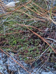 Pyxidanthera barbulata