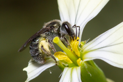 Lasioglossum viride