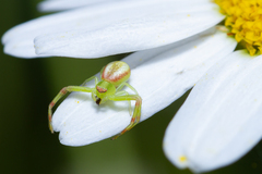 Misumena spinifera