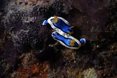 Chromodoris annae