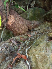 Tetragonisca angustula